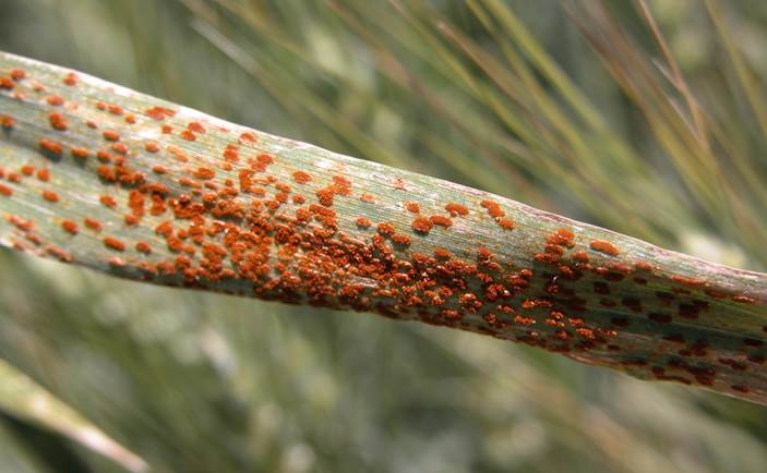 Публикация ФАО приурочена к кризисной ситуации с ржавчиной пшеницы в Европе
