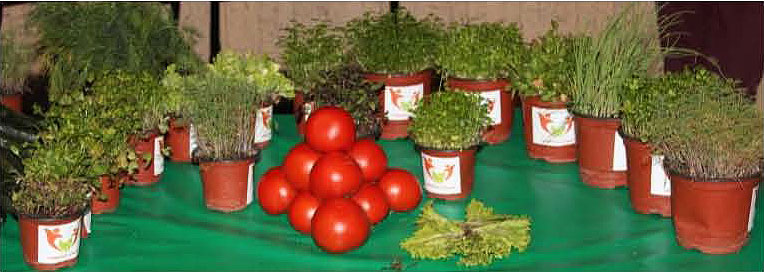 Эко продукция