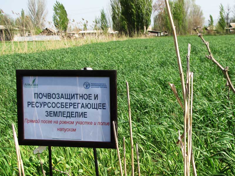23 апреля 2015 г., в 10-00 ч. по адресу: с. Буденовка, Иссык-Атинский район (Чуйская область) на поле фермера Изатова Тасина.