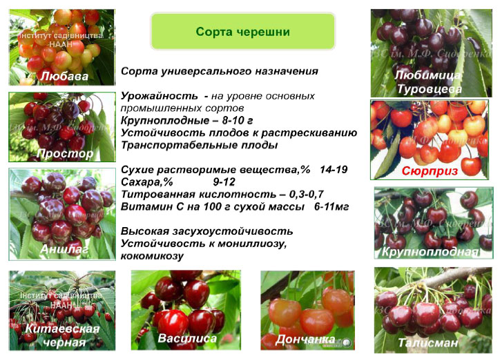 Сорта черешни, абрикоса, по словам украинских ученых хорошо подойдут для местного климата, переработки и хранения.