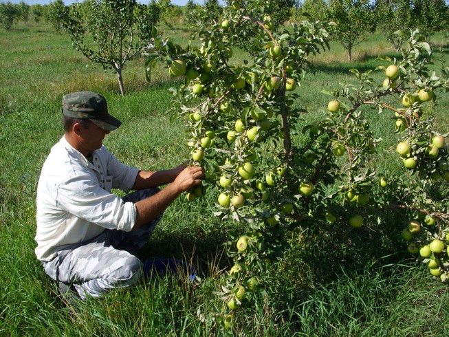 В Кыргызстане зарегистрирована Ассоциация Плодоводов Кыргызстана