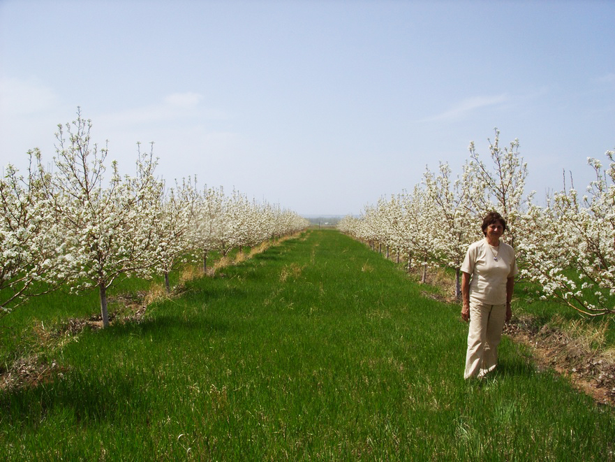 Продажа яблоки Кыргызстан - ОсОО «Иссык-Кульский БИО плодопитомник»