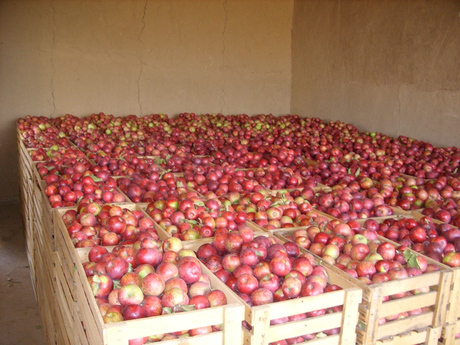Купить яблоки Киргизия ОсОО «Иссык-Кульский БИО плодопитомник»