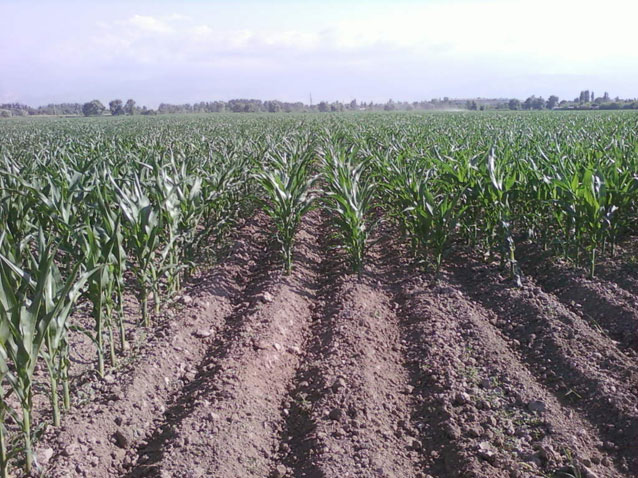 Кукуруза у Ысыкатинского фермера Аслана Русланова