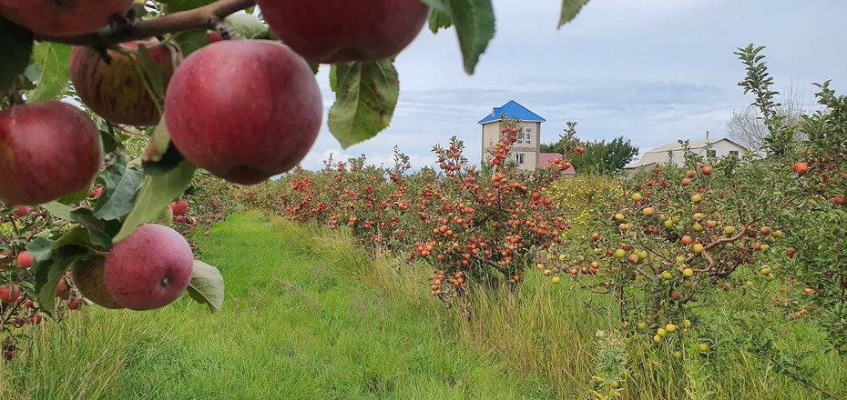 Продажа груш и яблок в Кыргызстане на Иссык Куле, Справки по телефону, Вотсаб, Телеграмм  +996 775 586143  